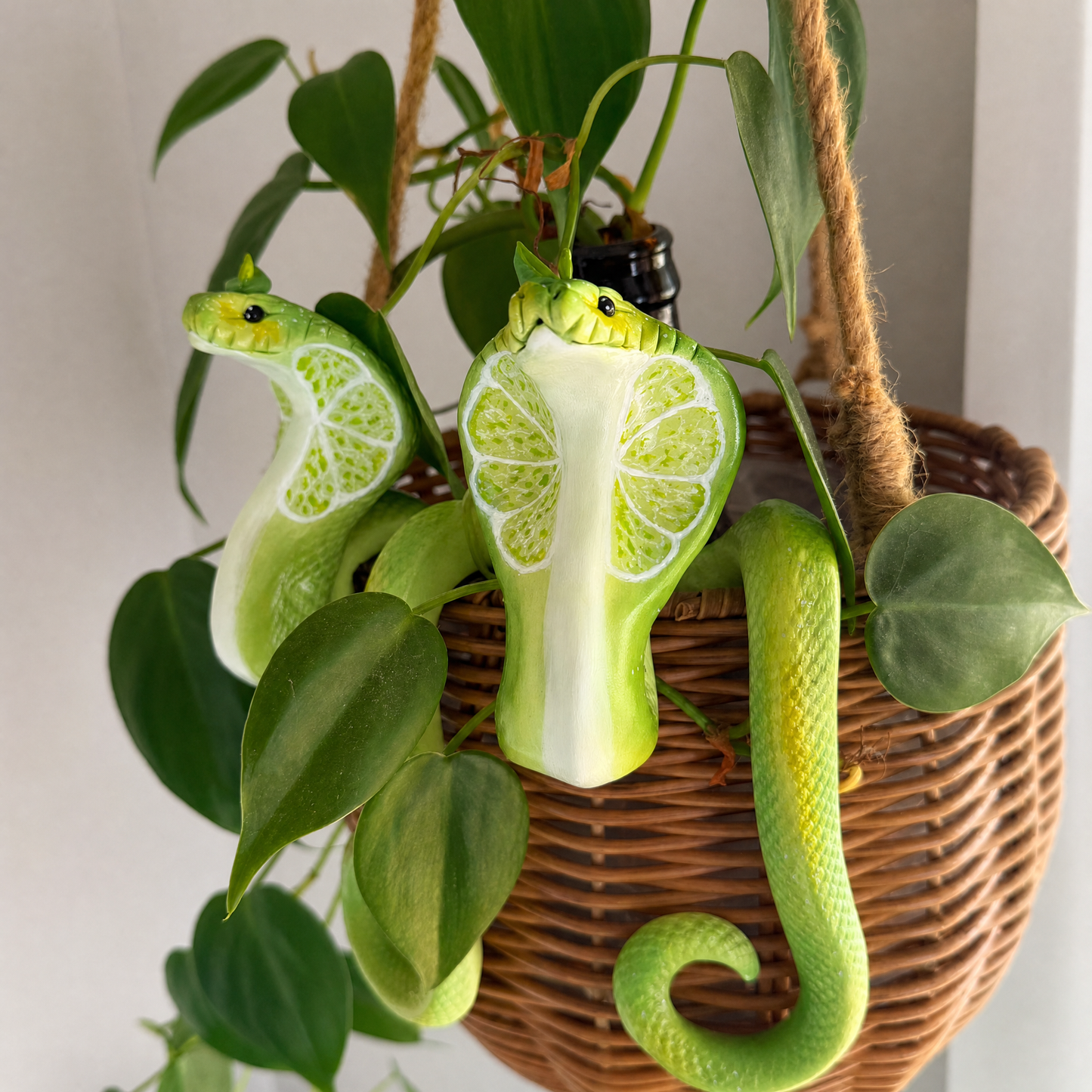 🌿Lime Cobra Plant Buddy